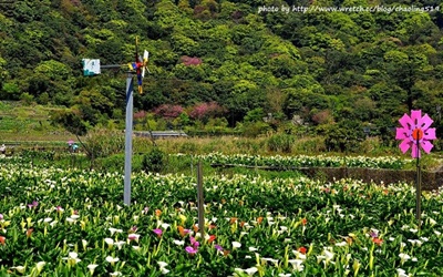 「竹子湖」Blog遊記的精采圖片