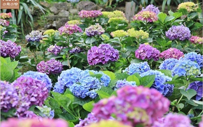 「大梯田花卉生態農園」Blog遊記的精采圖片