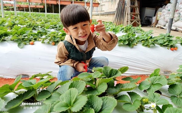 台北景點「內湖採草莓」Blog遊記的精采圖片