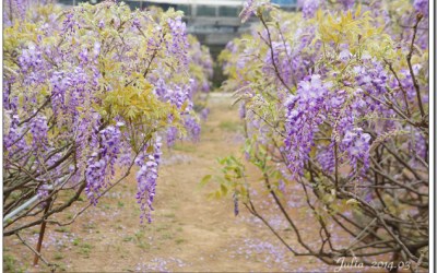 「紫藤咖啡園 (屯山園區)」Blog遊記的精采圖片