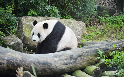 「台北市立木柵動物園」Blog遊記的精采圖片