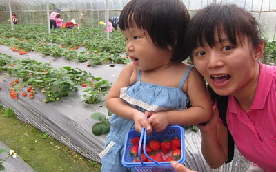 「內湖採草莓」Blog遊記的精采圖片