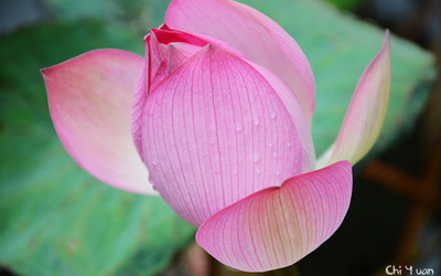 「台北植物園」Blog遊記的精采圖片