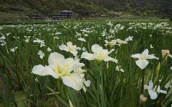 「竹子湖」Blog遊記的精采圖片